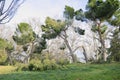 Fallen trees in the San Isidro park in Madrid after the snow storm Filomena. Destroyed trees, broken branches Royalty Free Stock Photo