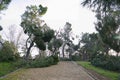 Fallen trees in the San Isidro park in Madrid after the snow storm Filomena. Destroyed trees, broken branches Royalty Free Stock Photo