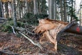 Fallen trees and storm damage in a forest Royalty Free Stock Photo