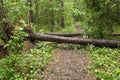 Fallen trees after the storm in the forest blocked the tourist trail, hinder the passage of people.