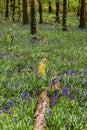Fallen trees surrounded by Bluebells in woodland in Wales