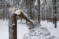 Fallen trees under the snow load, heavy snowfall damages forest