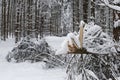 Fallen trees under the snow load, heavy snowfall damages forest