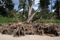 Fallen trees uprooted and roads asphalt pavement destroyed after water floods.