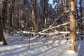 Fallen trees. White snow on the bare branches of a tree in the forest on a frosty winter day, close-up. Natural background Royalty Free Stock Photo