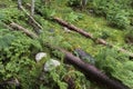 Fallen trees near Langfoss in Norway