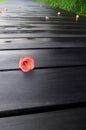 Zen nature. Fallen tropical red flower on wood path Royalty Free Stock Photo