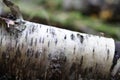 The fallen trunk of a birch lies in the forest Royalty Free Stock Photo