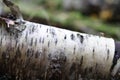 The fallen trunk of a birch lies in the forest Royalty Free Stock Photo
