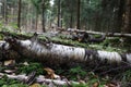 Fallen trunk of a birch lying in the forest Royalty Free Stock Photo