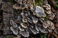 Fallen trunk of a dead tree with parasitic fungi growing on it, Krasnodar region, Russia