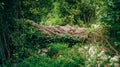 The fallen trunk of a large tree on a forest path against a background of green bushes and grass. Royalty Free Stock Photo