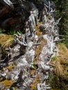 fallen trunk of an old cedar tree, covered with moss and lichen Royalty Free Stock Photo
