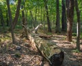 A fallen trunk of an old tree in a dense seaside forest on a autumn day Royalty Free Stock Photo