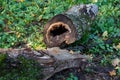 Fallen trunk of old tree with hollow which was cut down, sanitary cutting in park Royalty Free Stock Photo