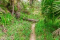 Fallen trunk on trailway in middle of woods Royalty Free Stock Photo