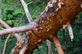 Fallen trunk tree texture.