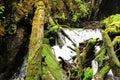 The fallen trunks of large trees block the path of a stormy river stream flowing through the morning summer forest