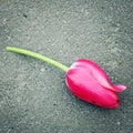 Fallen tulip. Aged photo. Pink flower on the asphalt. Closeup. Royalty Free Stock Photo