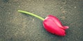Fallen tulip. Aged photo. Pink flower on the asphalt. Closeup. Royalty Free Stock Photo