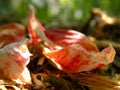 Fallen Tulip Petals Royalty Free Stock Photo