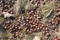 Fallen twigs and acorns between the grass Royalty Free Stock Photo