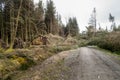 Fallen, uprooted pine trees along access road. Storm damage. Royalty Free Stock Photo