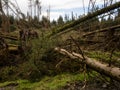 Fallen, uprooted pine trees. Storm damage.