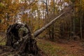 Fallen, uprooted tree in a forest in autumn