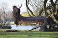 Fallen uprooted tree in a park.