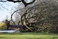 Fallen uprooted tree in a park.