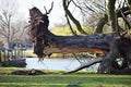 Fallen uprooted tree in a park.