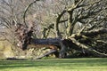 Fallen uprooted tree in a park.