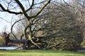 Fallen uprooted tree in a park.