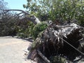 Fallen uprooted tree in shopping complex