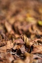 Fallen walnut leaves