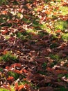 Fallen walnut leaves on green grass, partial focus. Autumn Park. Close-up. Partial focus