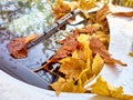 Fallen wet yellow leaves on glass and hood of car after heavy rain, high angle view