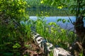 A fallen white birch tree along the shore of Lake Fanny Hooe Royalty Free Stock Photo