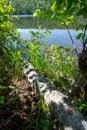 A fallen white birch tree along the shore of Lake Fanny Hooe Royalty Free Stock Photo