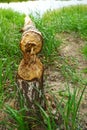 Fallen White birch trunk with beaver bites Royalty Free Stock Photo