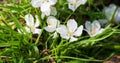Fallen white cherry blossom on green grass. Royalty Free Stock Photo