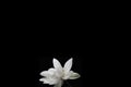 Fallen White Flower Isolated on Black Background Royalty Free Stock Photo