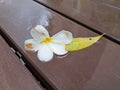 Fallen white flower and leaf on the wet floor