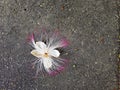 Fallen white and pink flower on the floor