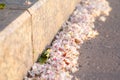 Fallen white and pink chestnut flowers on the sidewalk at the stone curb