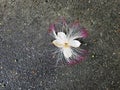 Fallen white and pink flower on the floor Royalty Free Stock Photo