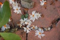 Fallen white plumeria flowers with an orange center