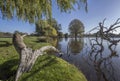 Fallen willow tree branch Royalty Free Stock Photo