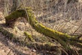Fallen willow tree covered with moss Royalty Free Stock Photo